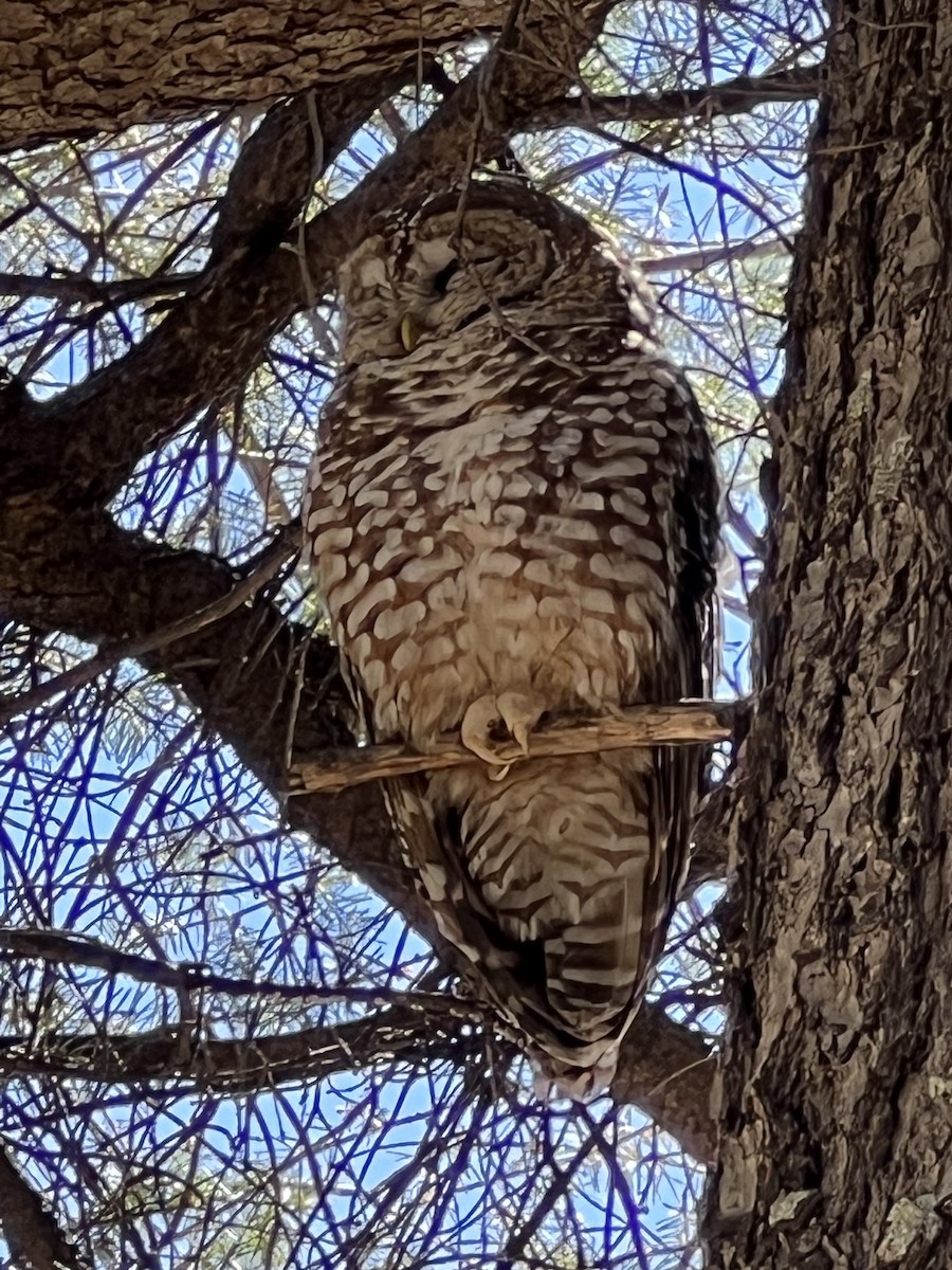 Spotted Owl (Mexican) - ML623104528