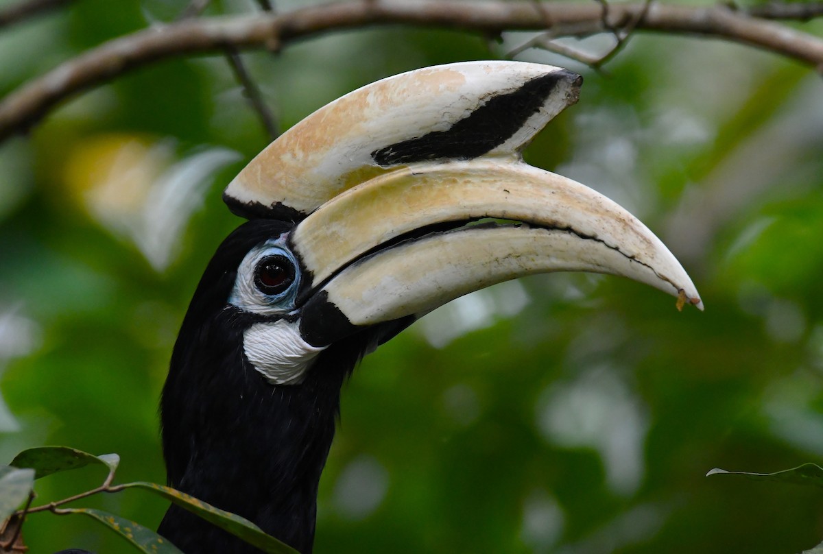 Oriental Pied-Hornbill - Rogier Niessen