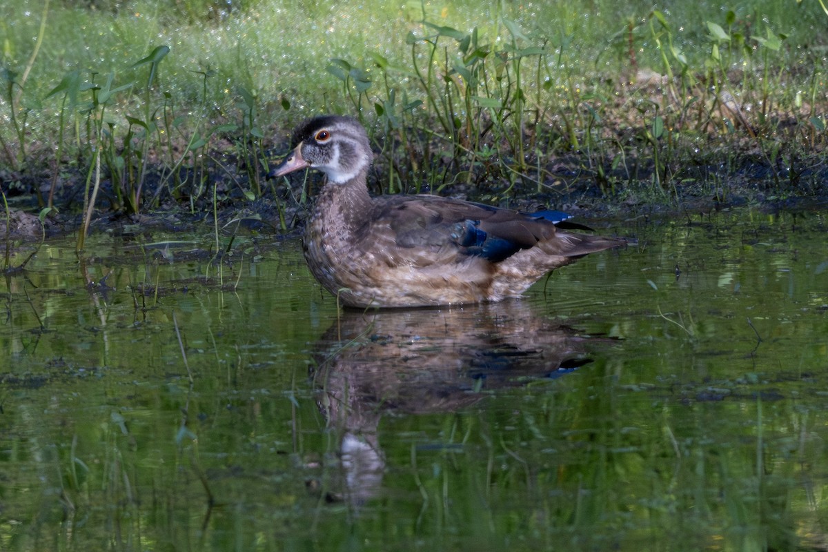 Wood Duck - ML623104555