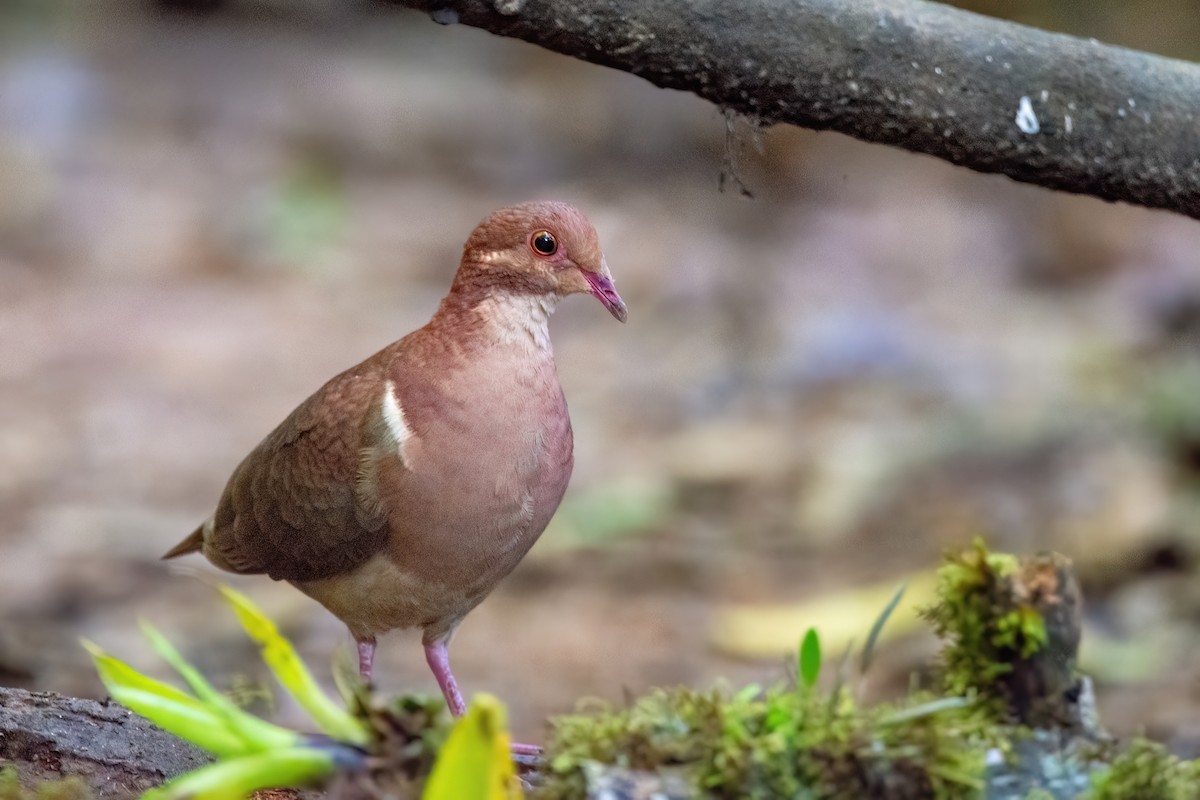 Ruddy Quail-Dove - ML623104565