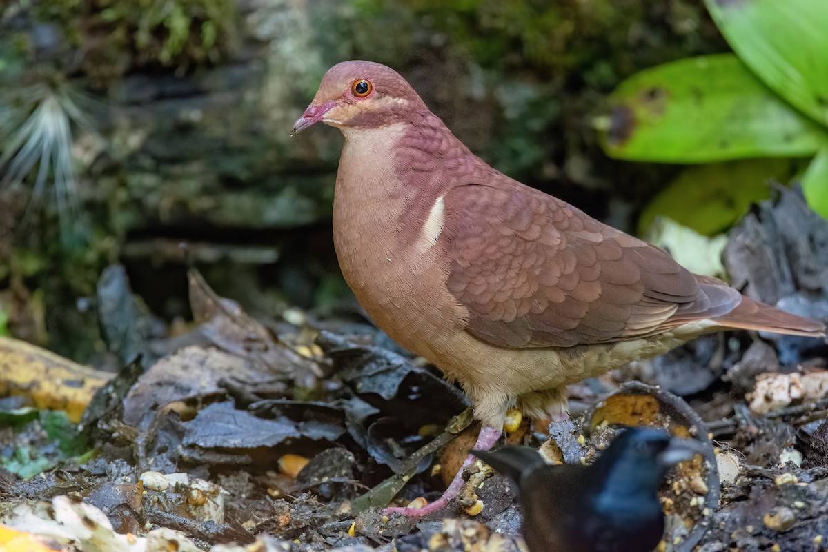 Ruddy Quail-Dove - ML623104566