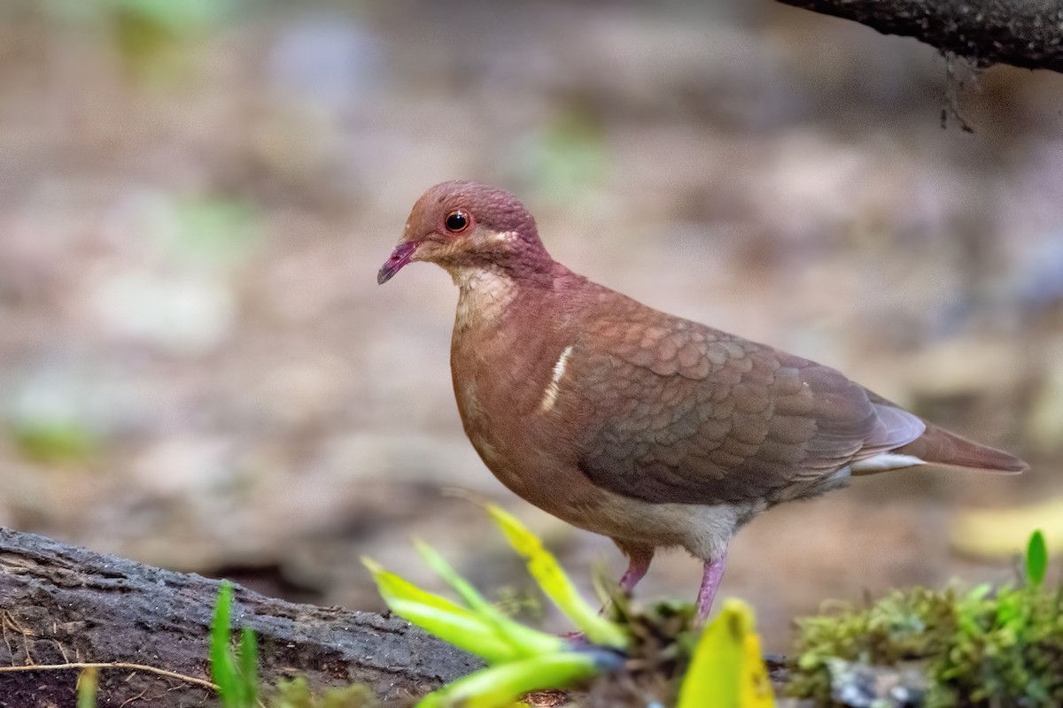 Ruddy Quail-Dove - ML623104567