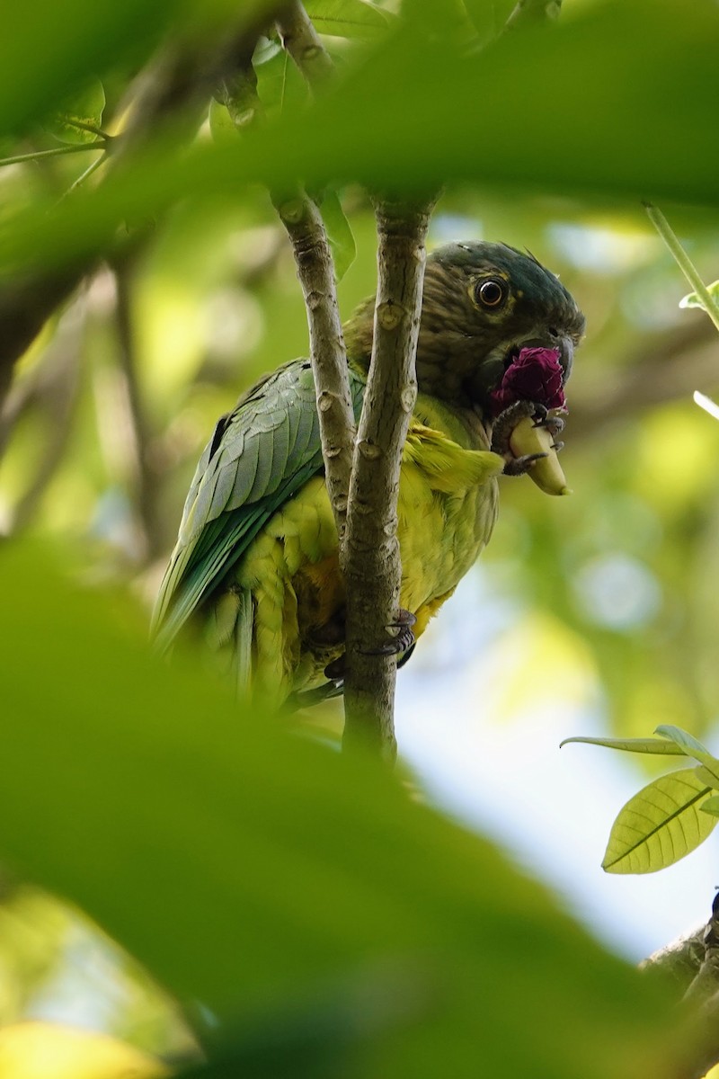 Aratinga Pertinaz - ML623104577