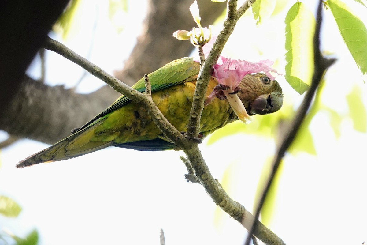 Aratinga Pertinaz - ML623104578