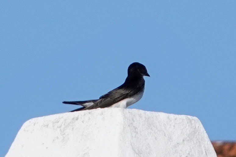 Golondrina Pechigrís - ML623104579