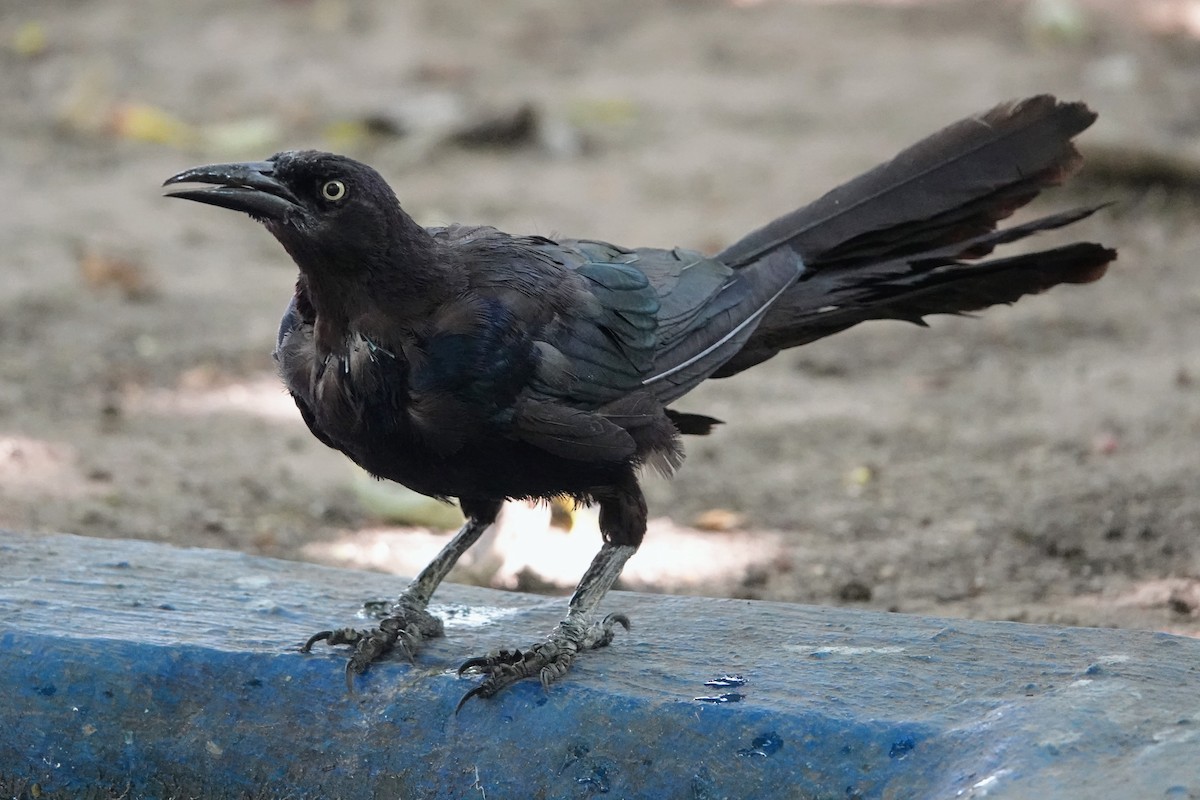 Great-tailed Grackle - ML623104583