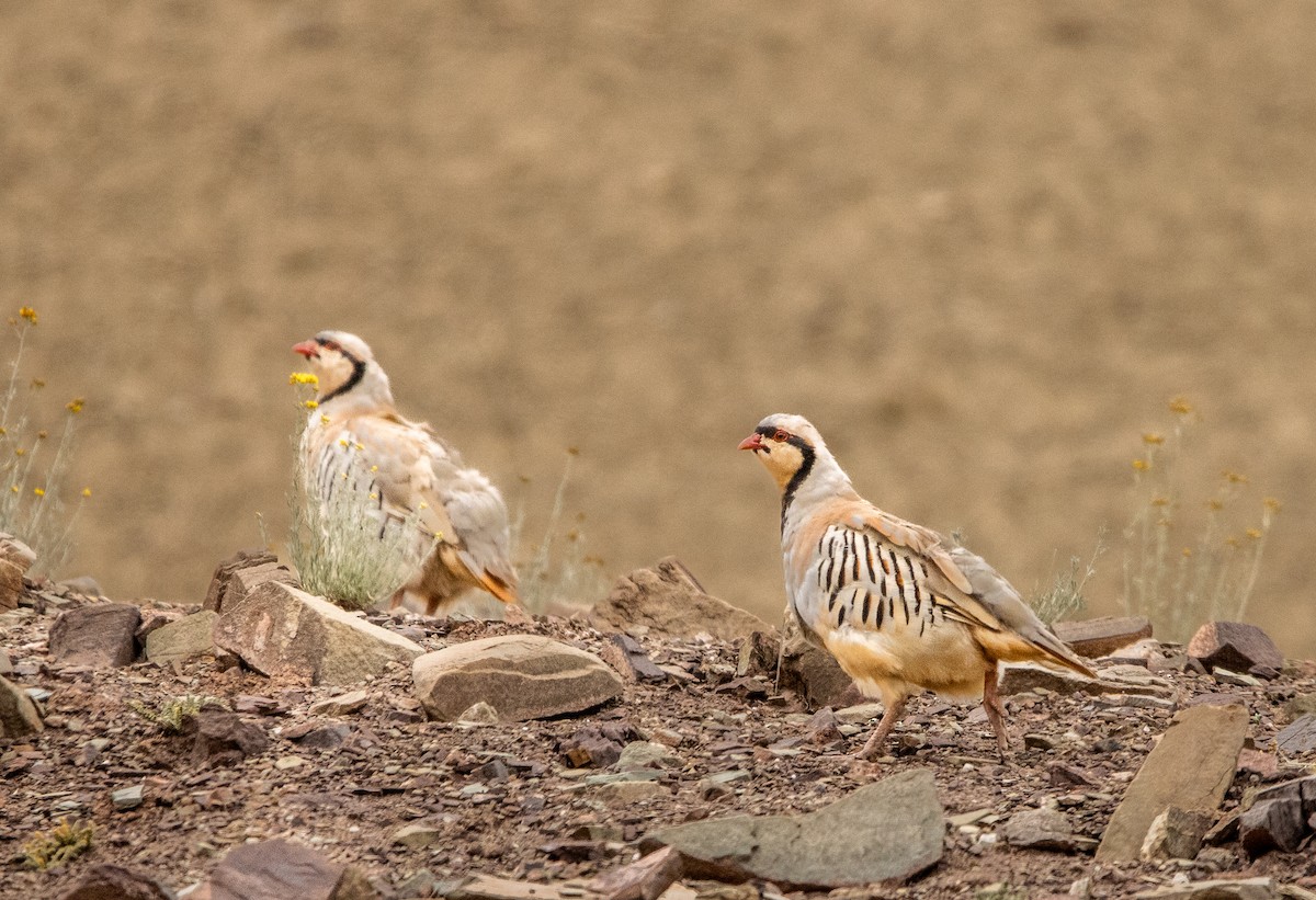 Chukar - ML623104606