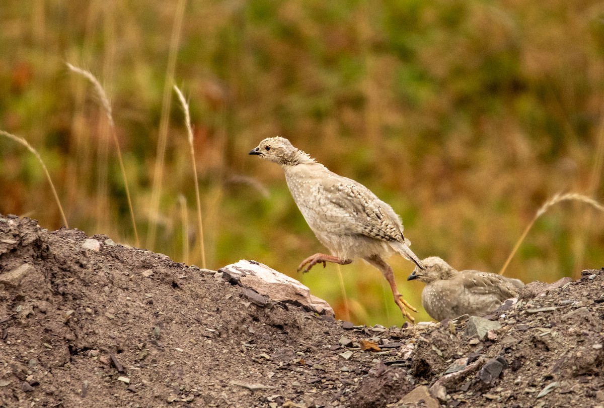 Chukar - ML623104607