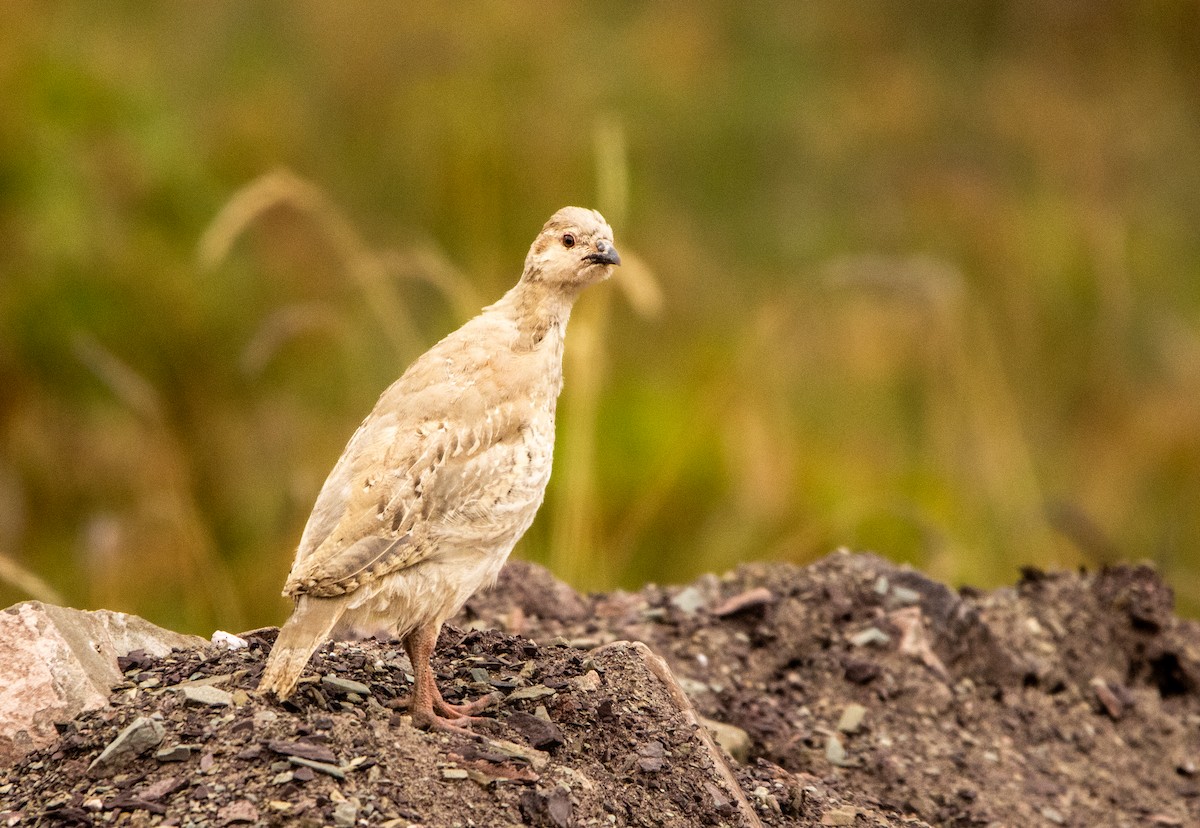 Chukar - ML623104608