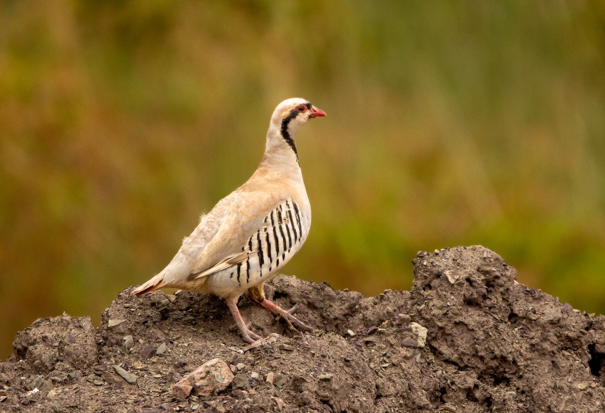 Chukar - Kanno Tage