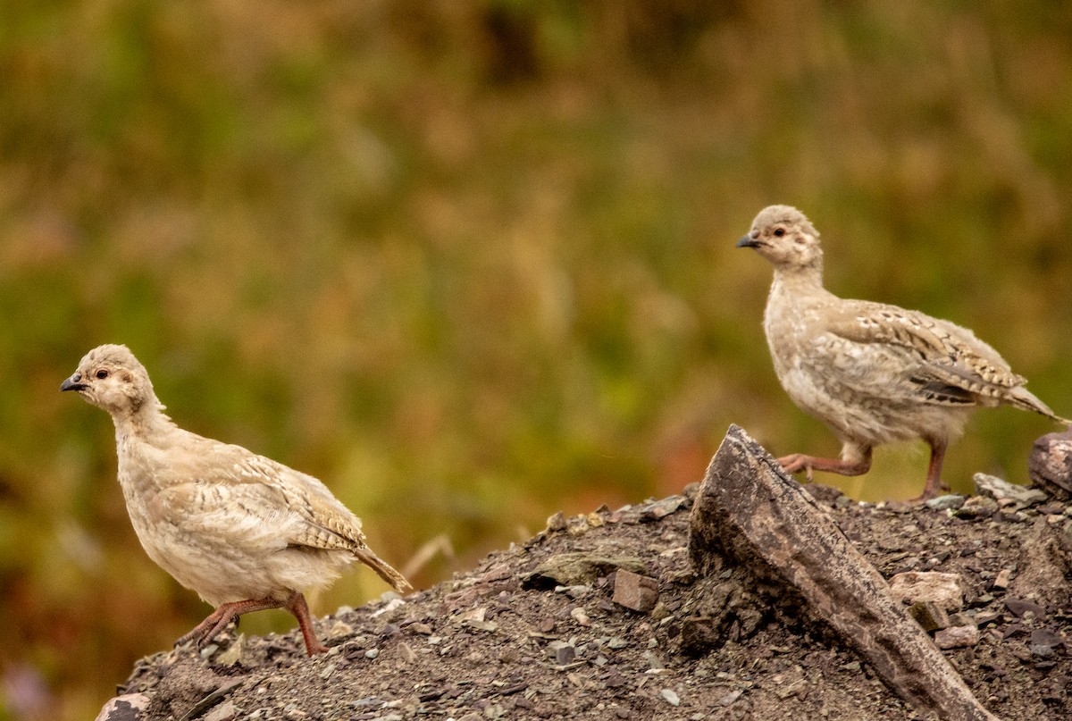 Chukar - ML623104610