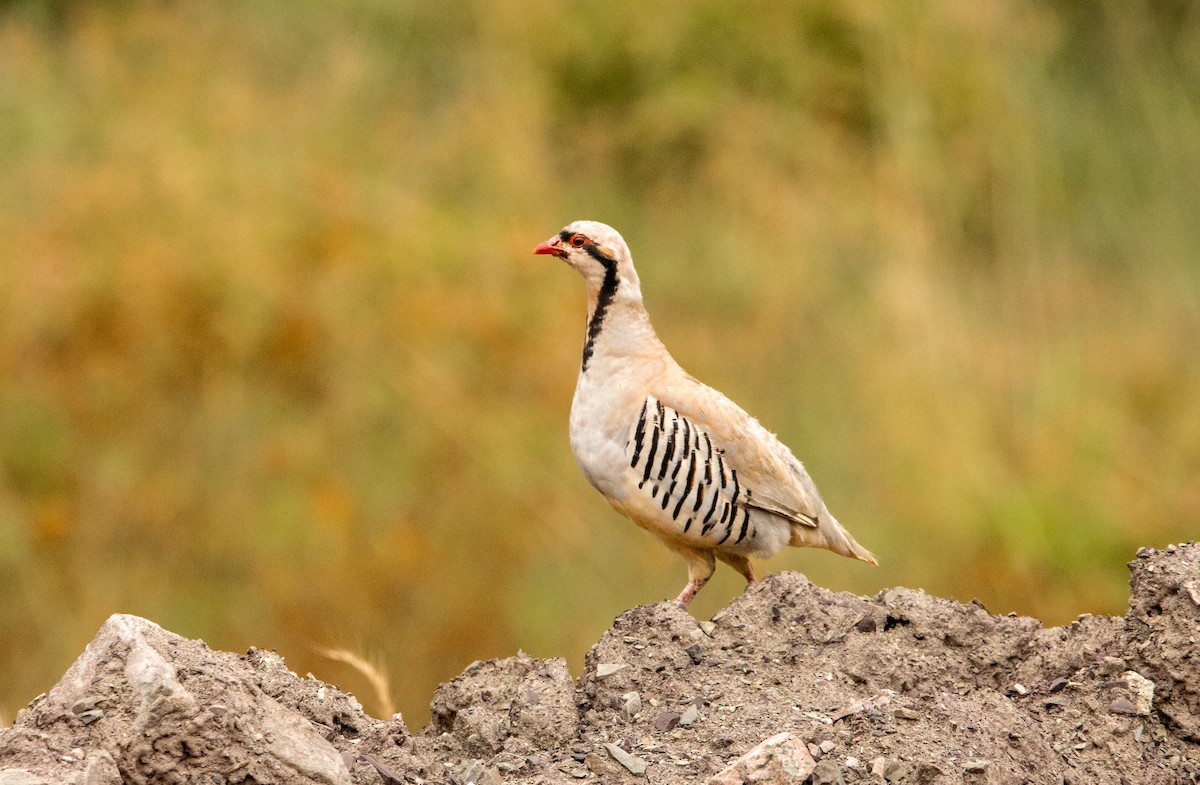 Chukar - ML623104611