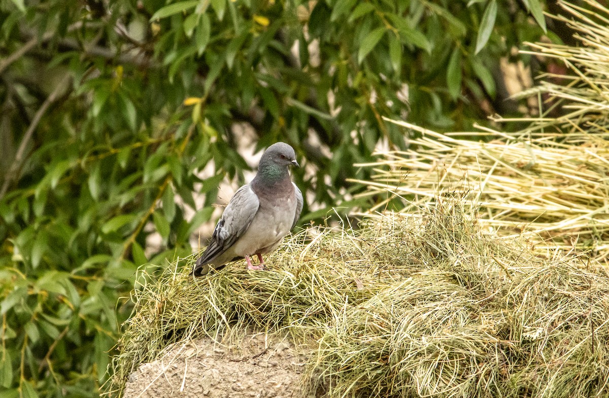 Hill Pigeon - ML623104635