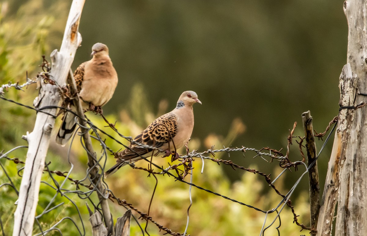 Oriental Turtle-Dove - Kanno Tage