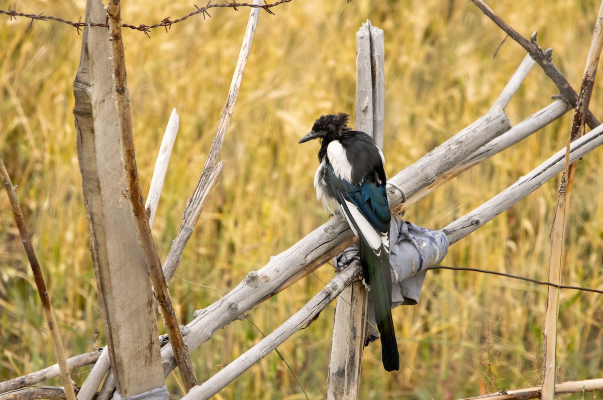 Eurasian Magpie - ML623104653