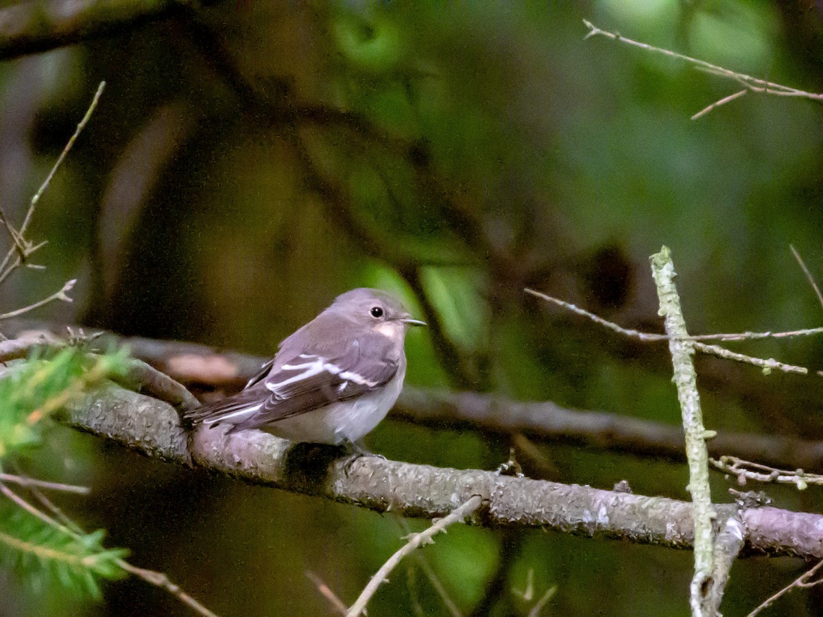 European Pied Flycatcher - ML623104654