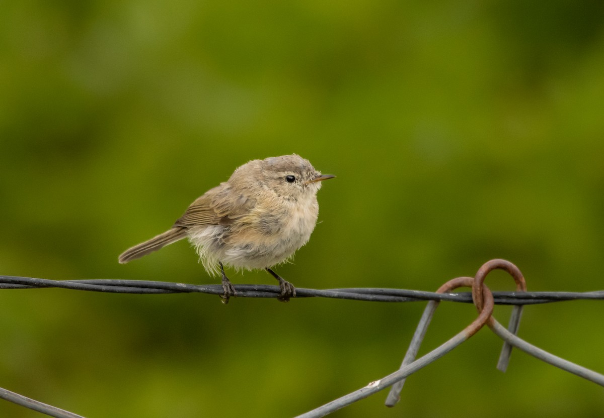 Mountain Chiffchaff - ML623104671