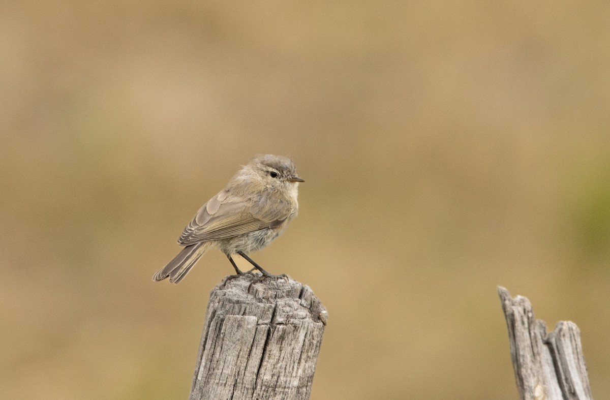 Mountain Chiffchaff - ML623104672