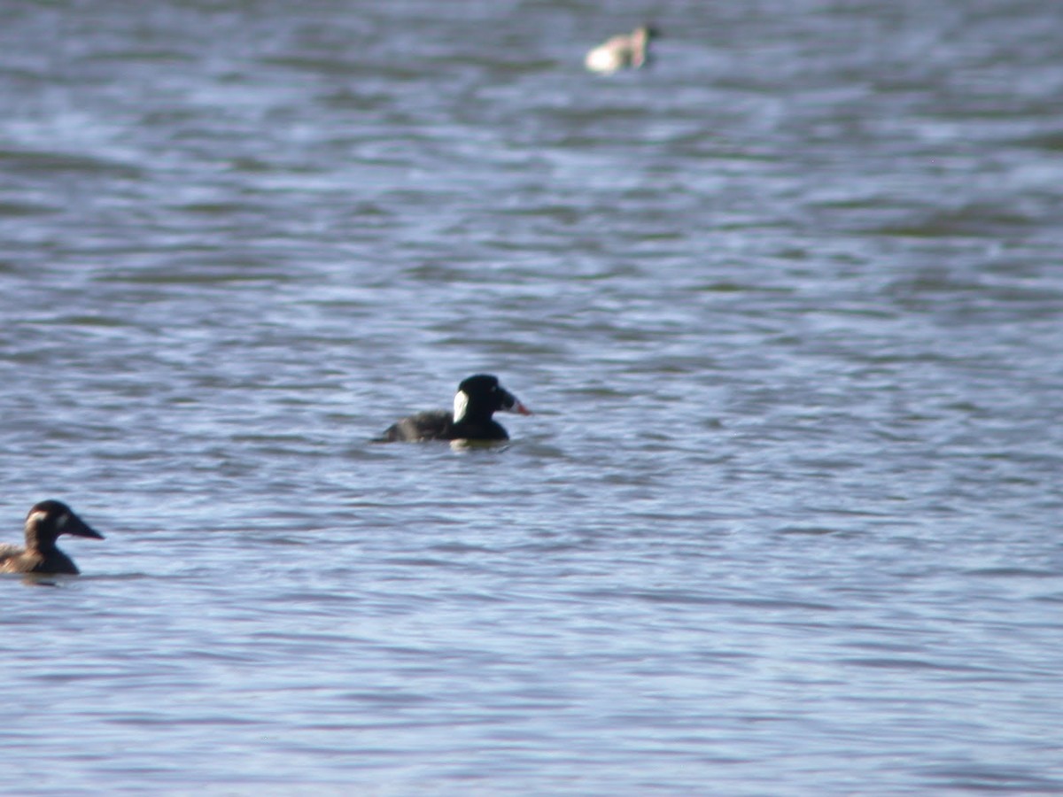 Surf Scoter - Chris Howard