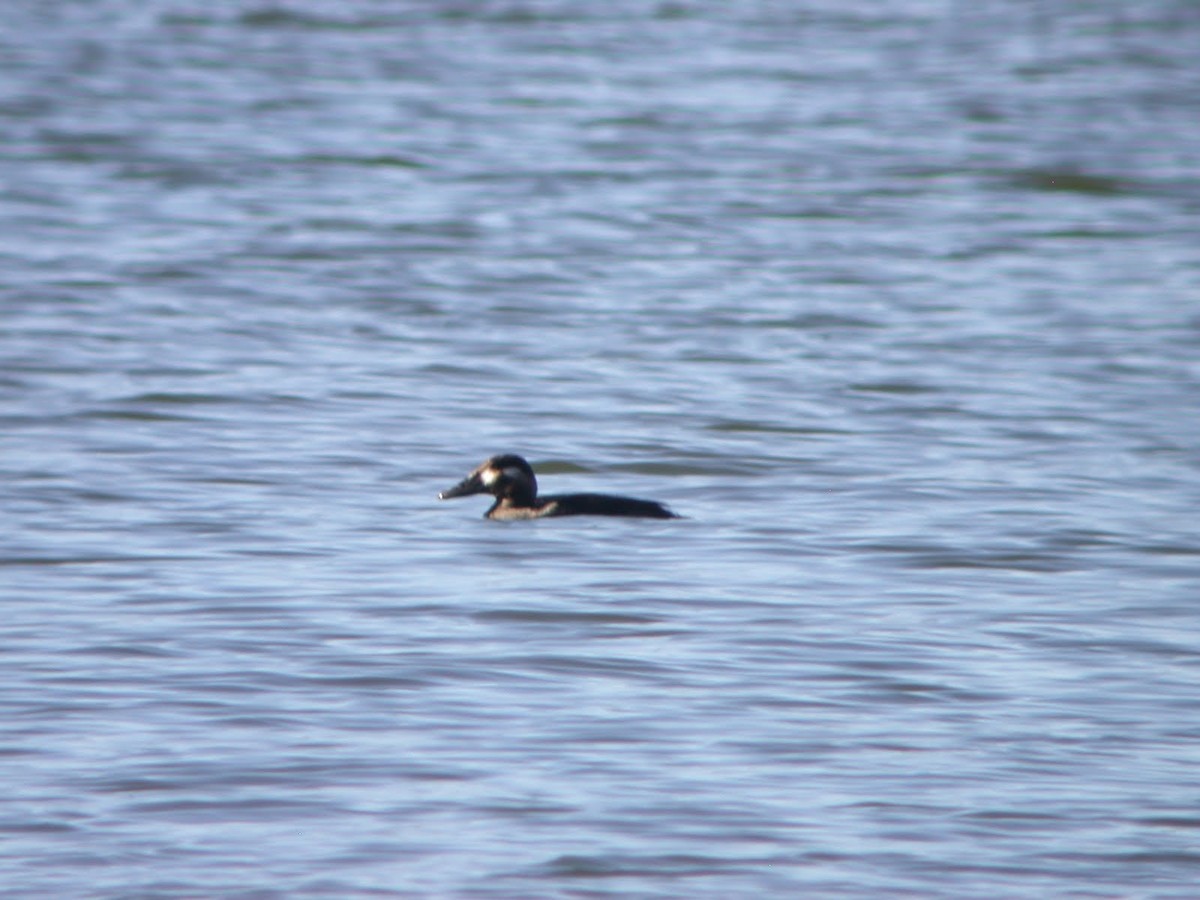 Surf Scoter - ML623104704