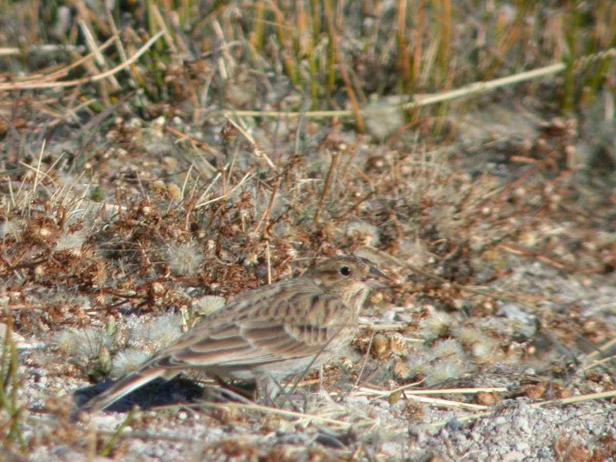 Chestnut-collared Longspur - ML623104716