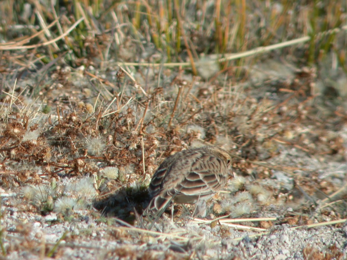 Chestnut-collared Longspur - ML623104719