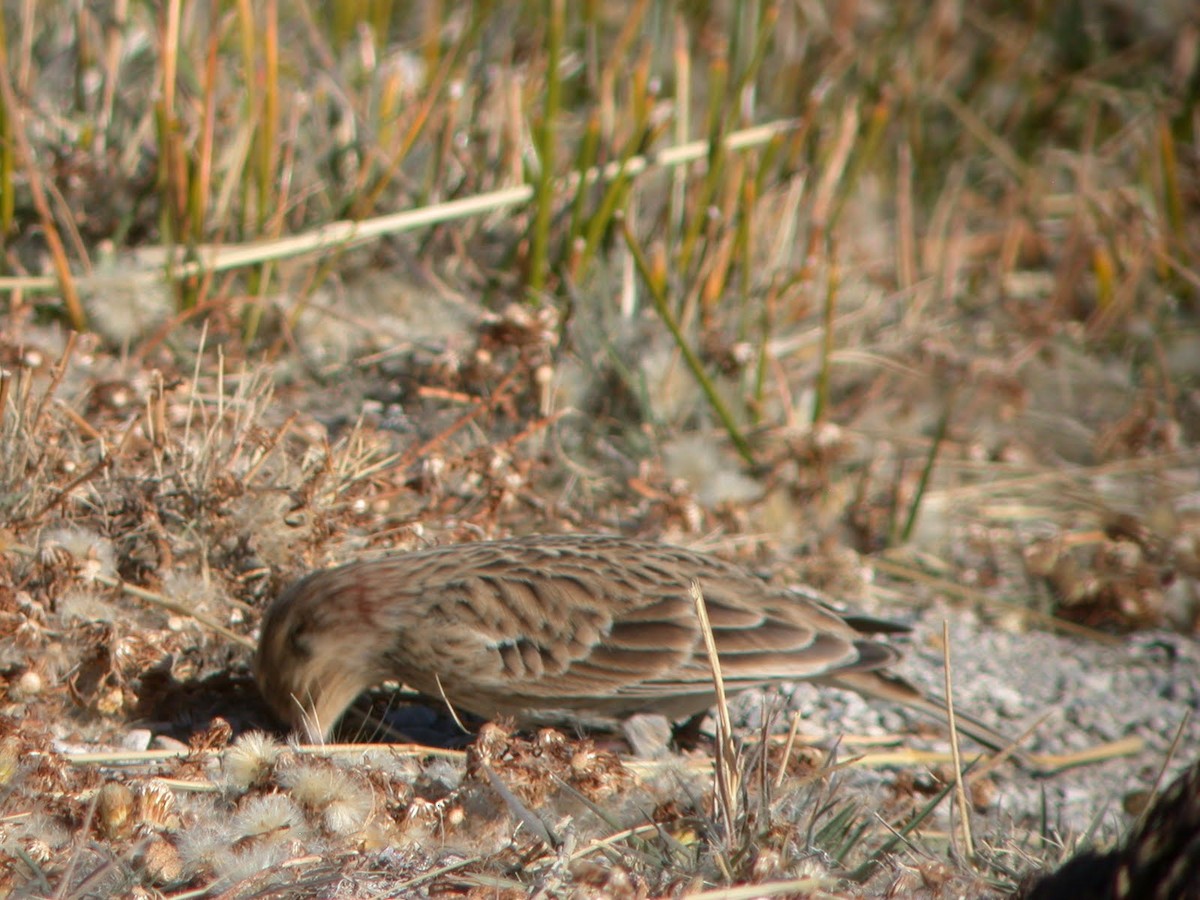 Chestnut-collared Longspur - ML623104723