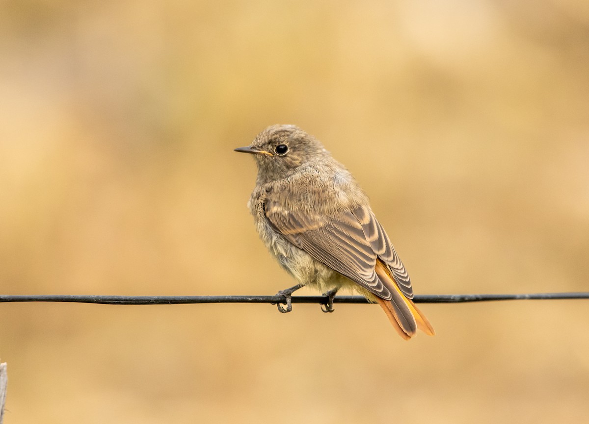 Black Redstart - ML623104724