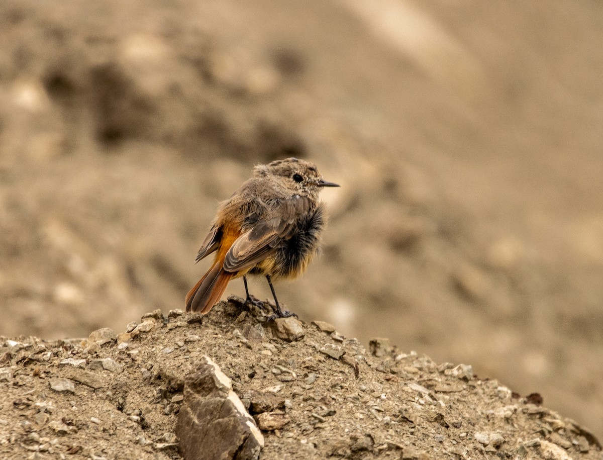 Black Redstart - ML623104725