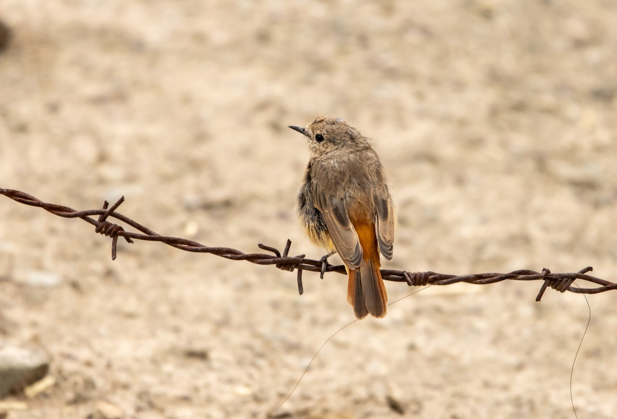 Black Redstart - Kanno Tage