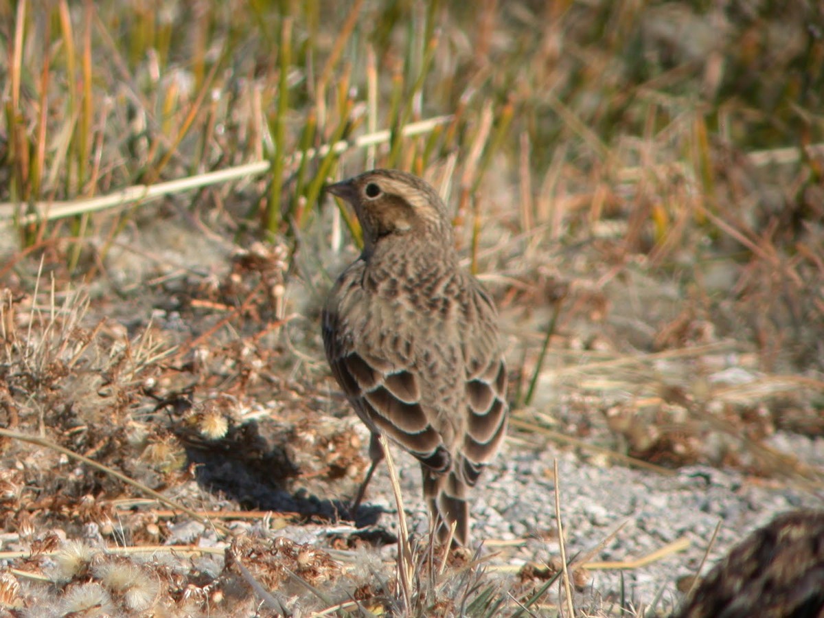 Chestnut-collared Longspur - ML623104731