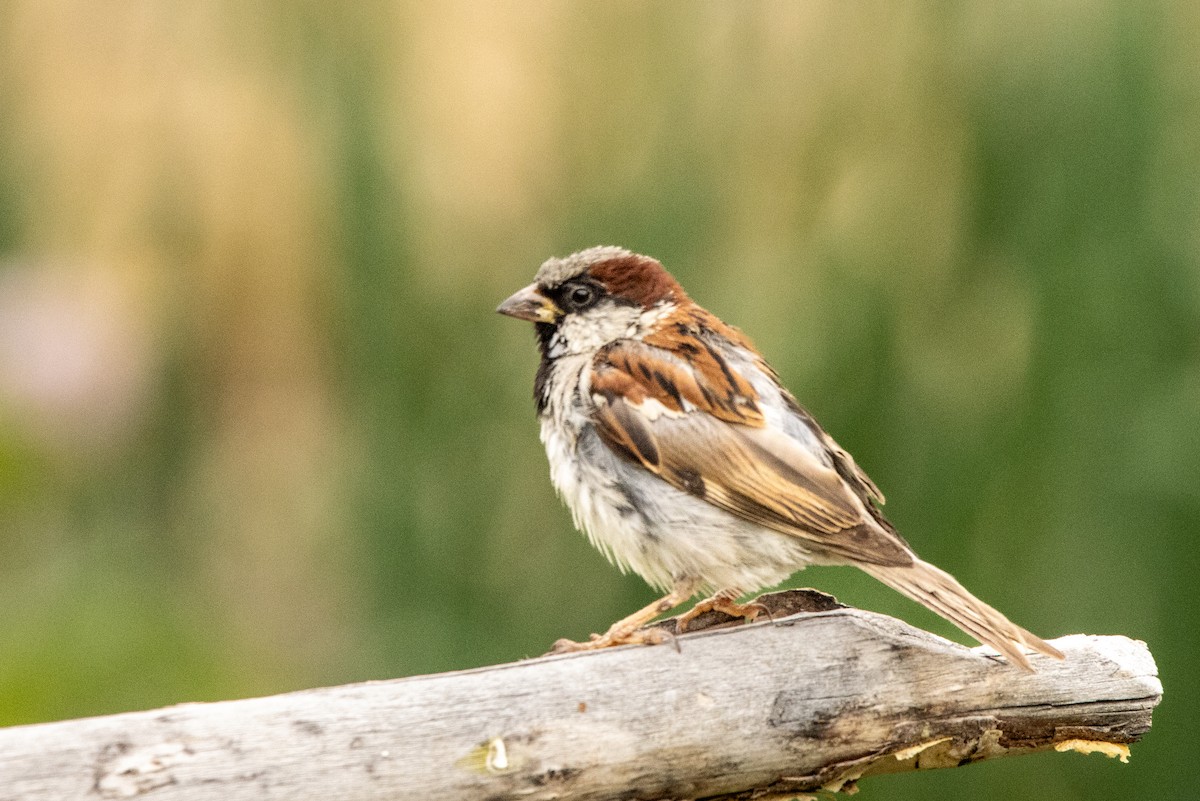 House Sparrow - ML623104736