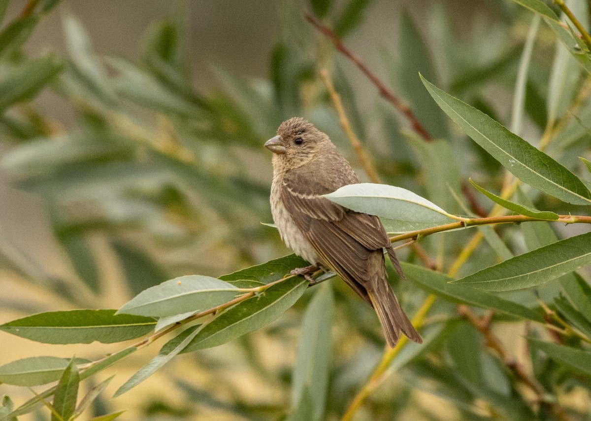 Common Rosefinch - ML623104742