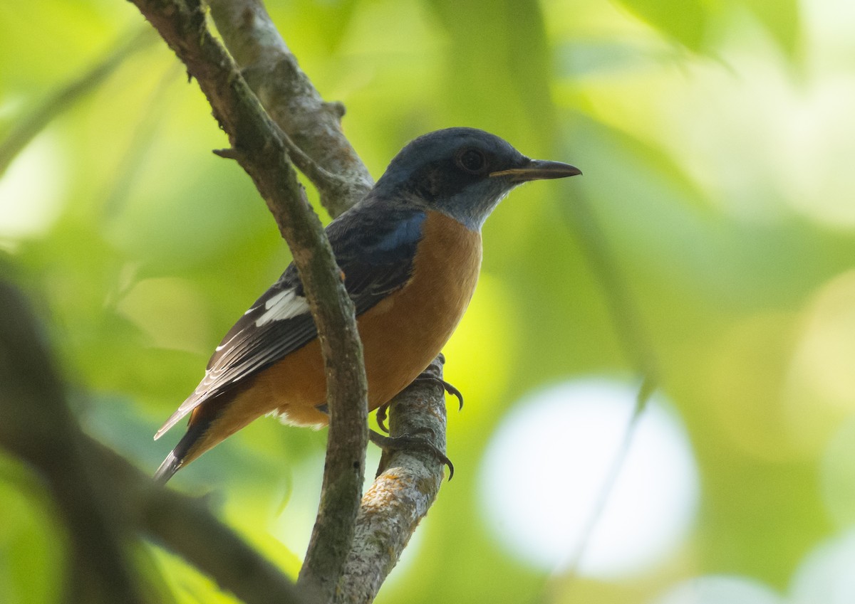 Blue-capped Rock-Thrush - ML623104758