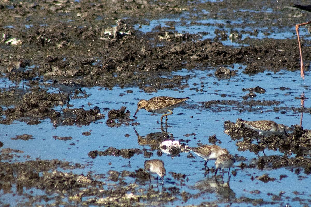 Pectoral Sandpiper - ML623104859