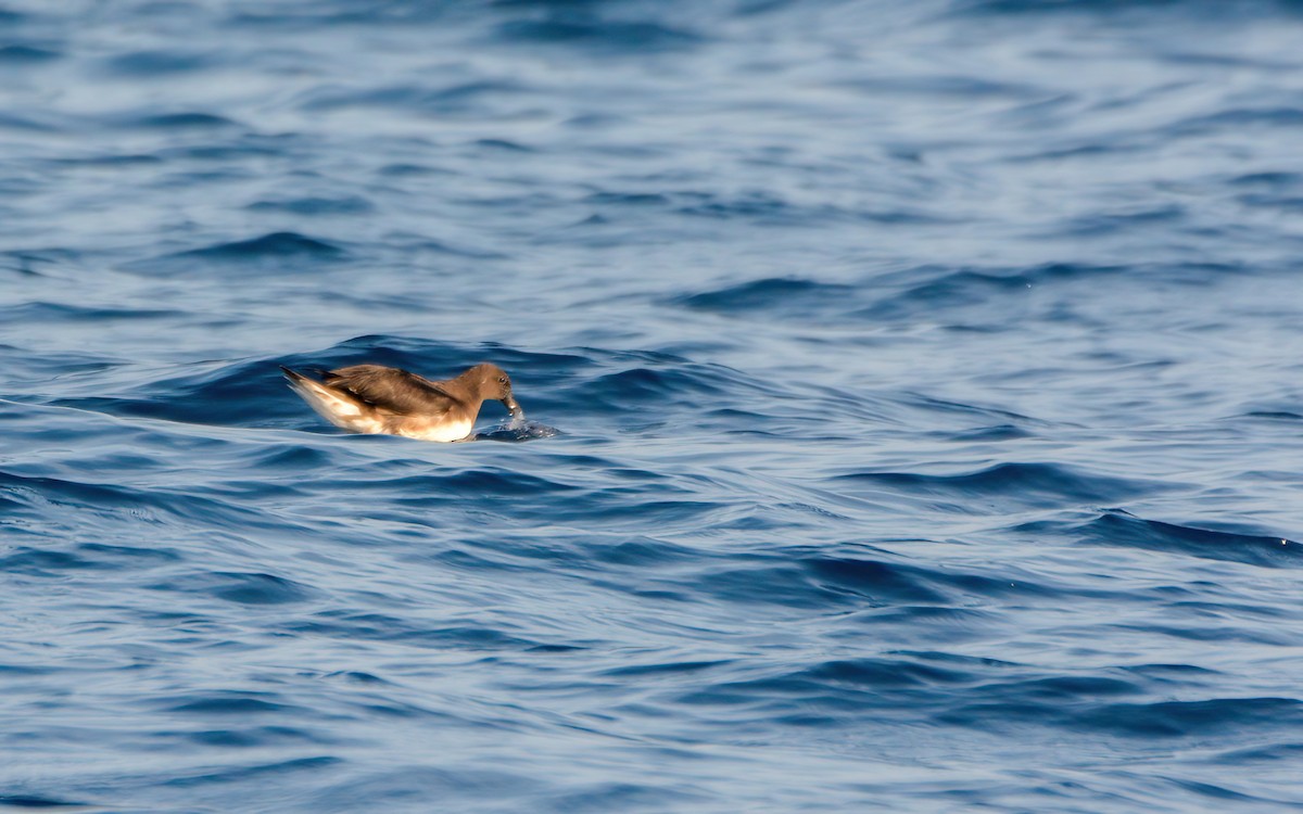 Tahiti Petrel - ML623104896