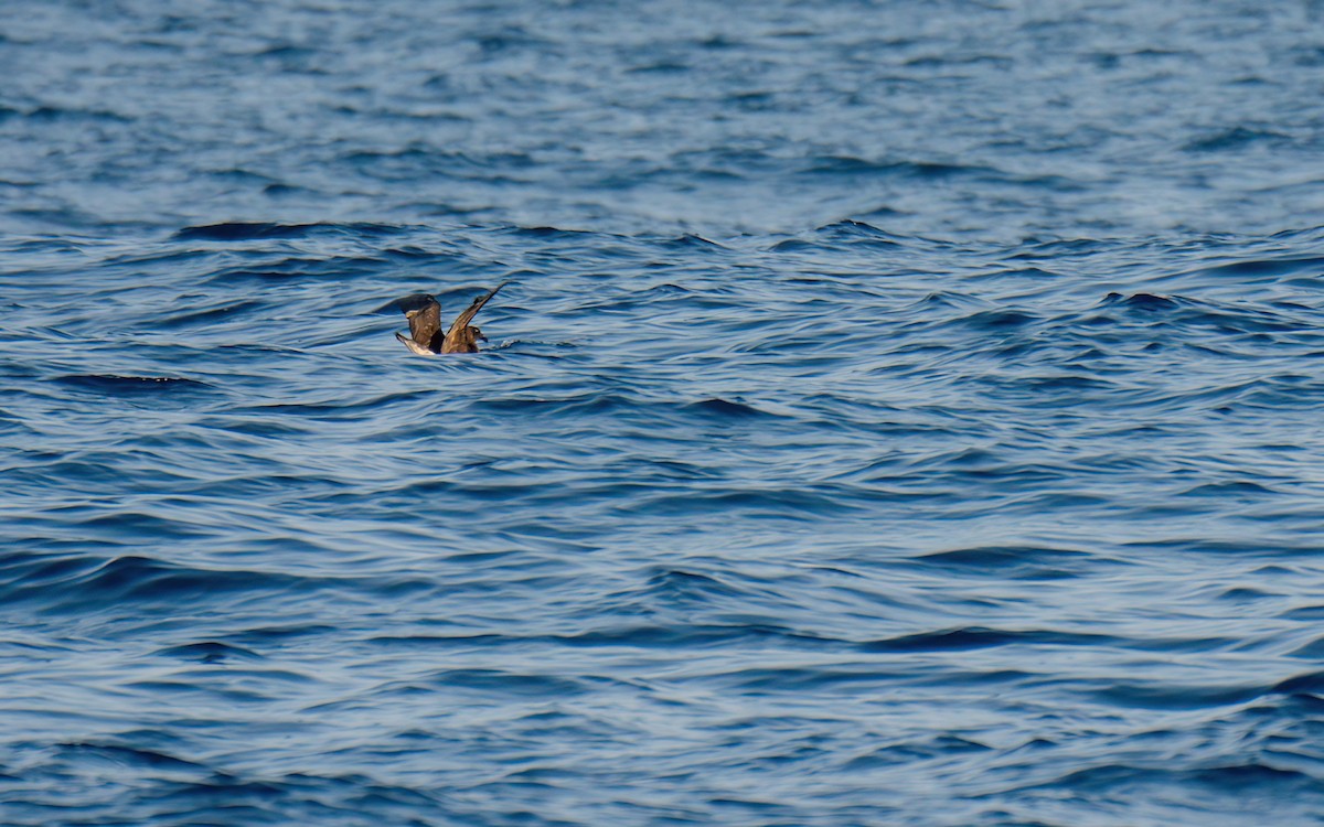 Tahiti Petrel - ML623104898