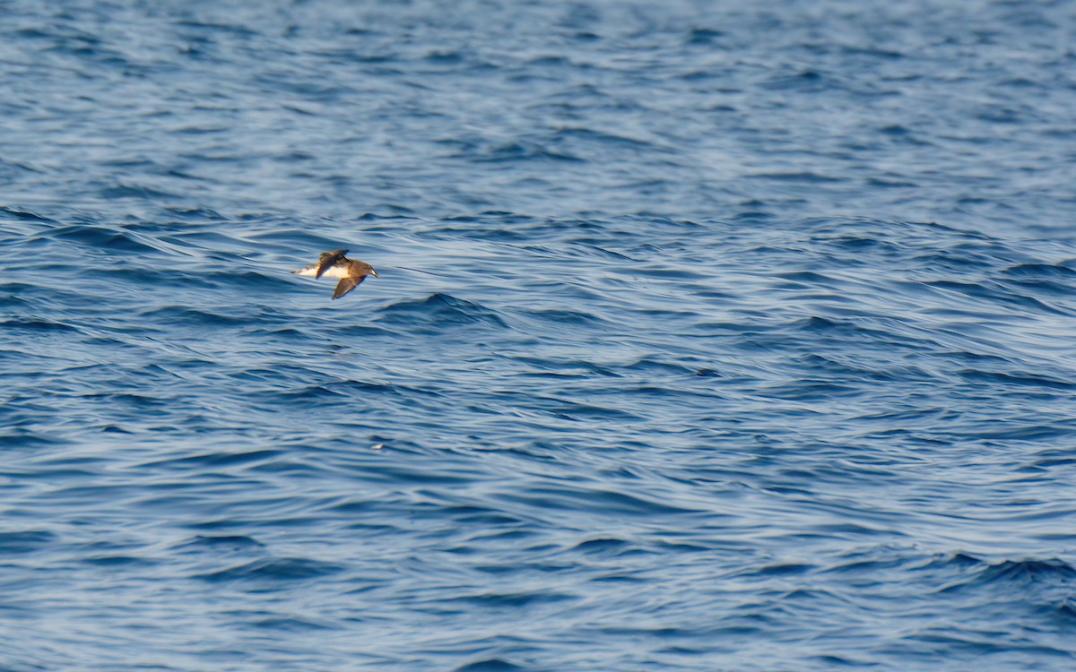 Tahiti Petrel - ML623104899