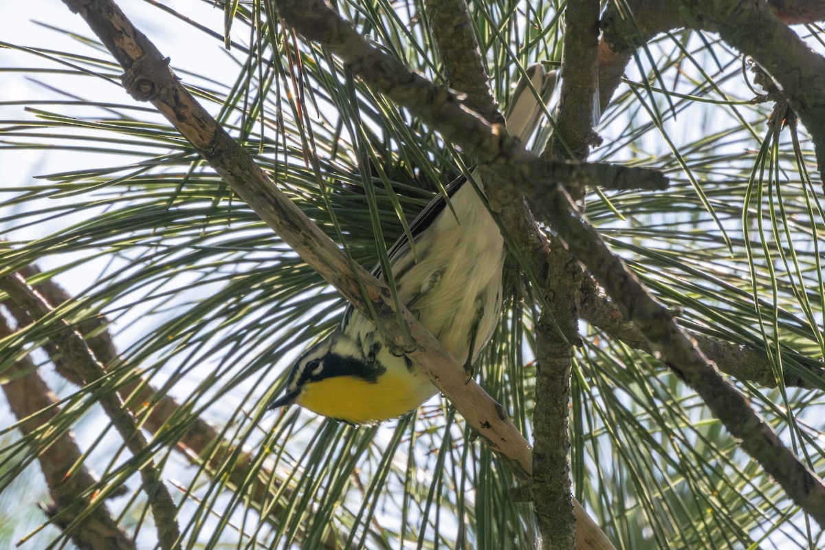 Yellow-throated Warbler - ML623104945