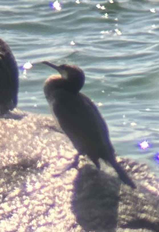 Cormorano (carbo) - ML623104981