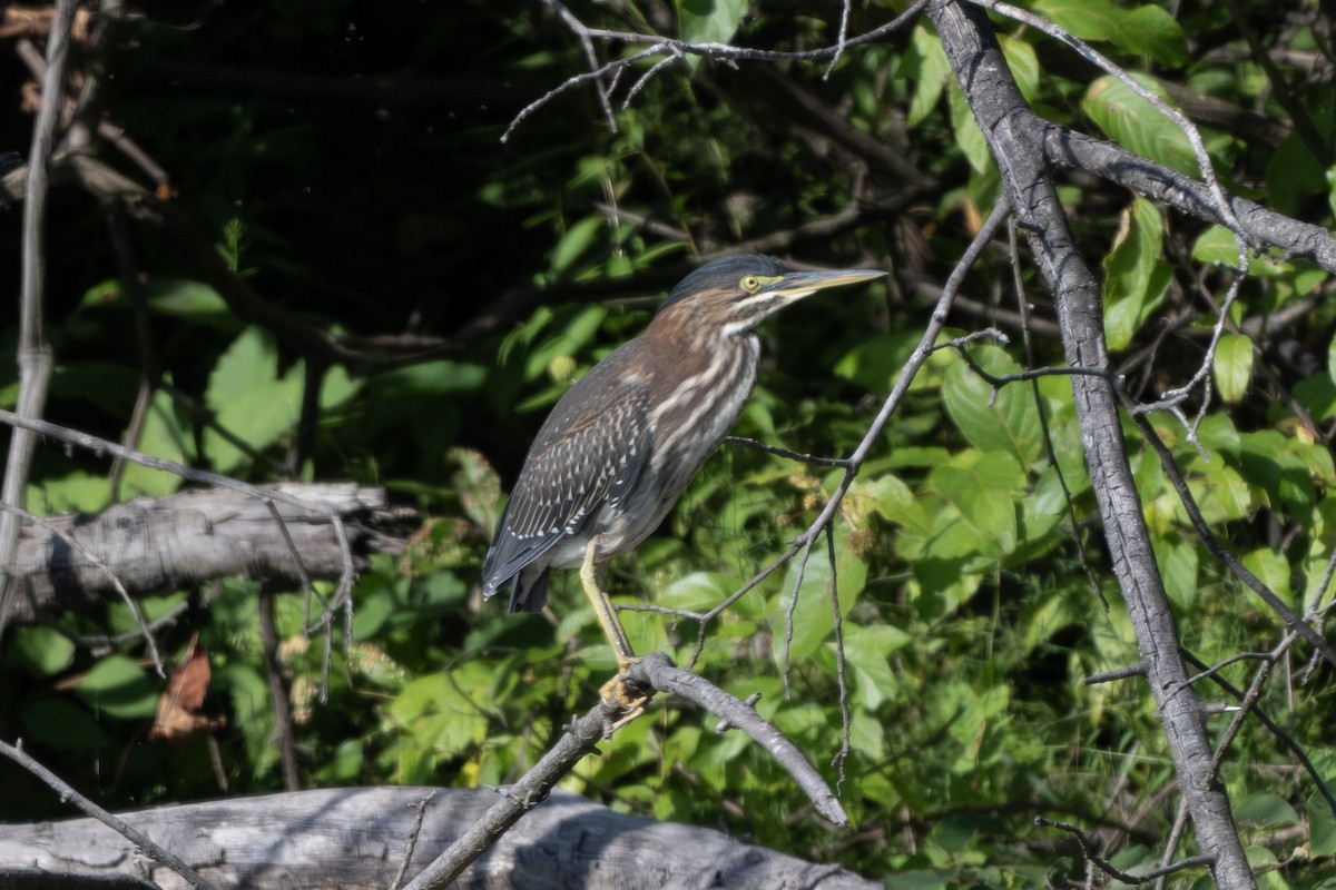 Green Heron - ML623104985