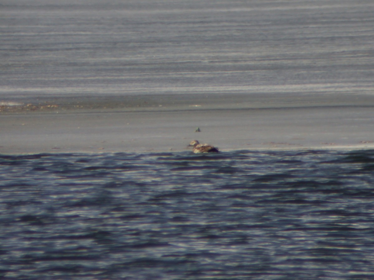 Long-tailed Duck - ML623105057