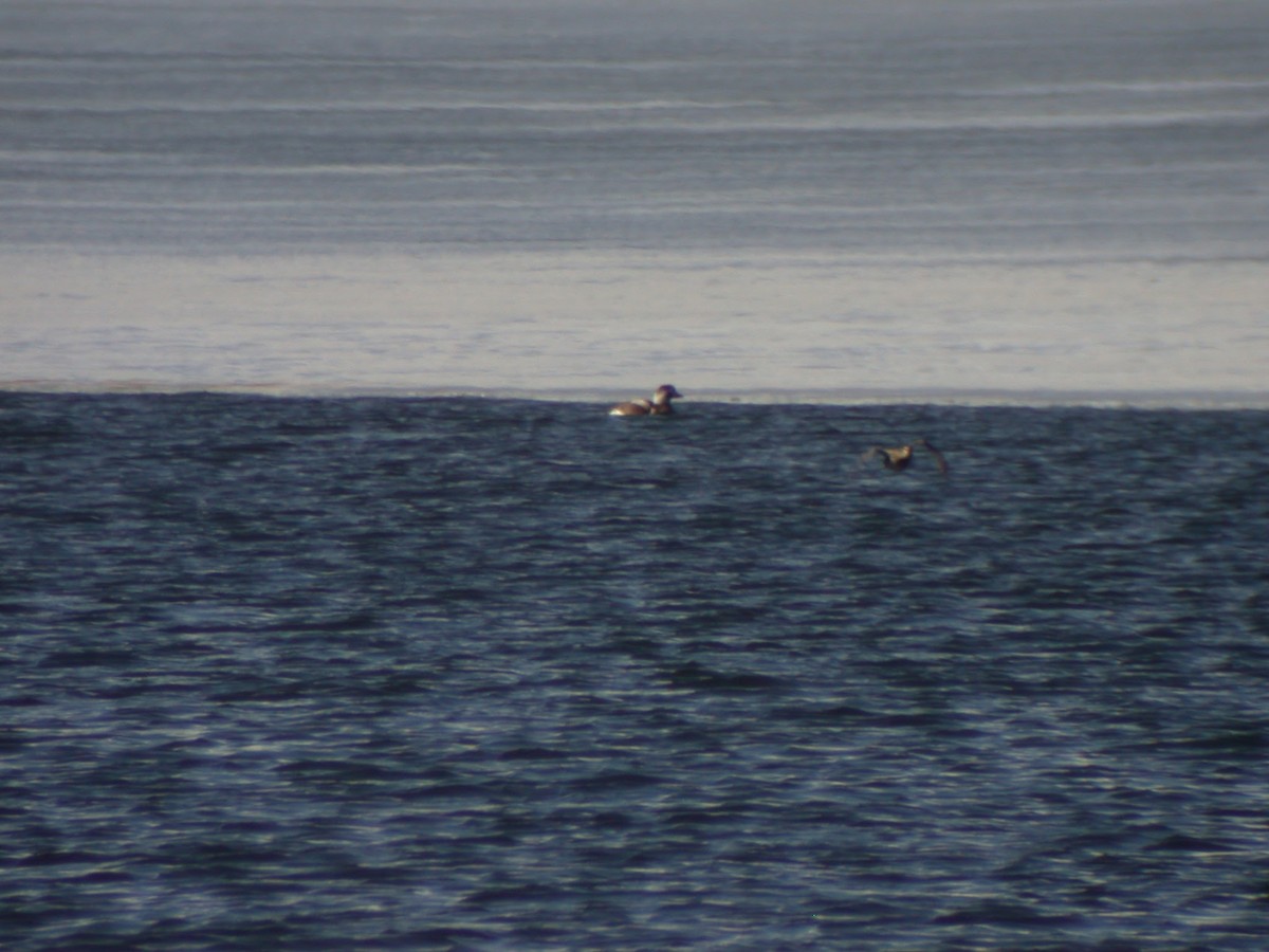 Long-tailed Duck - ML623105061