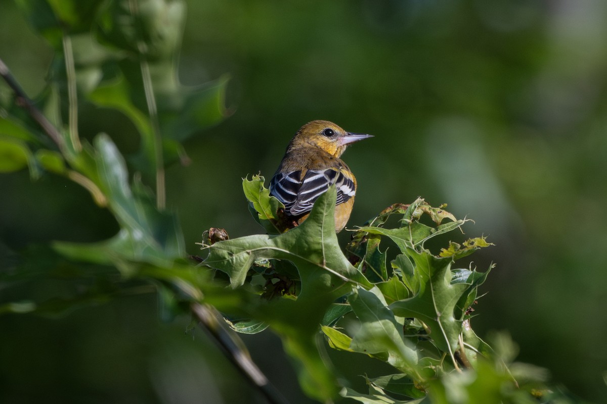 Baltimore Oriole - ML623105097