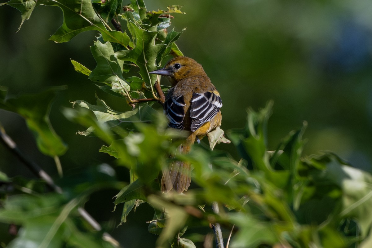 Baltimore Oriole - ML623105106