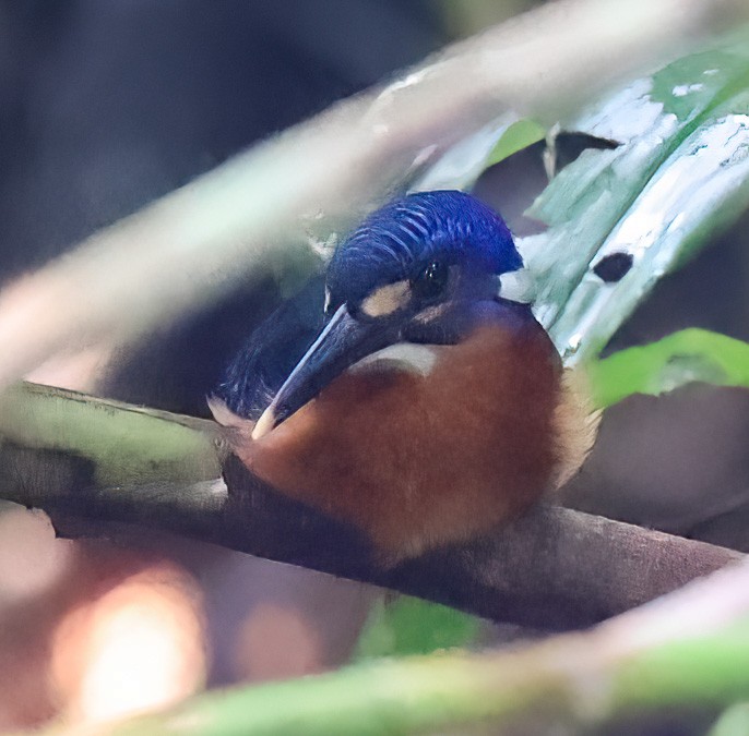 Blue-eared Kingfisher - ML623105129