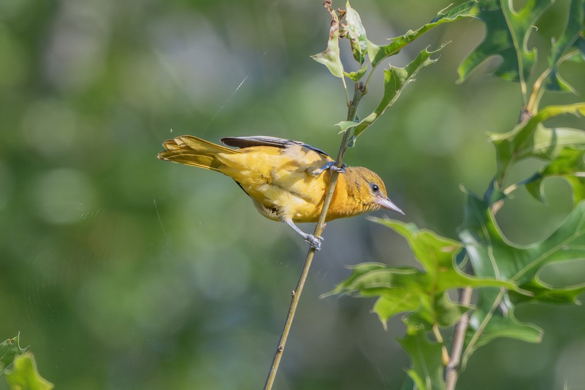 Baltimore Oriole - ML623105134