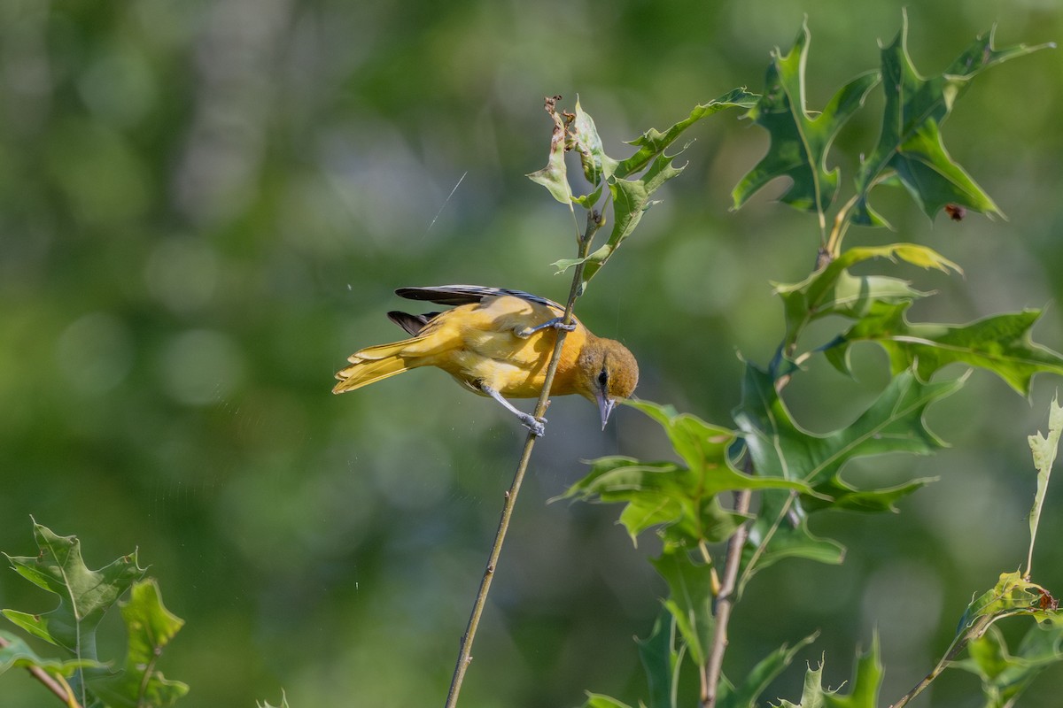 Baltimore Oriole - ML623105137