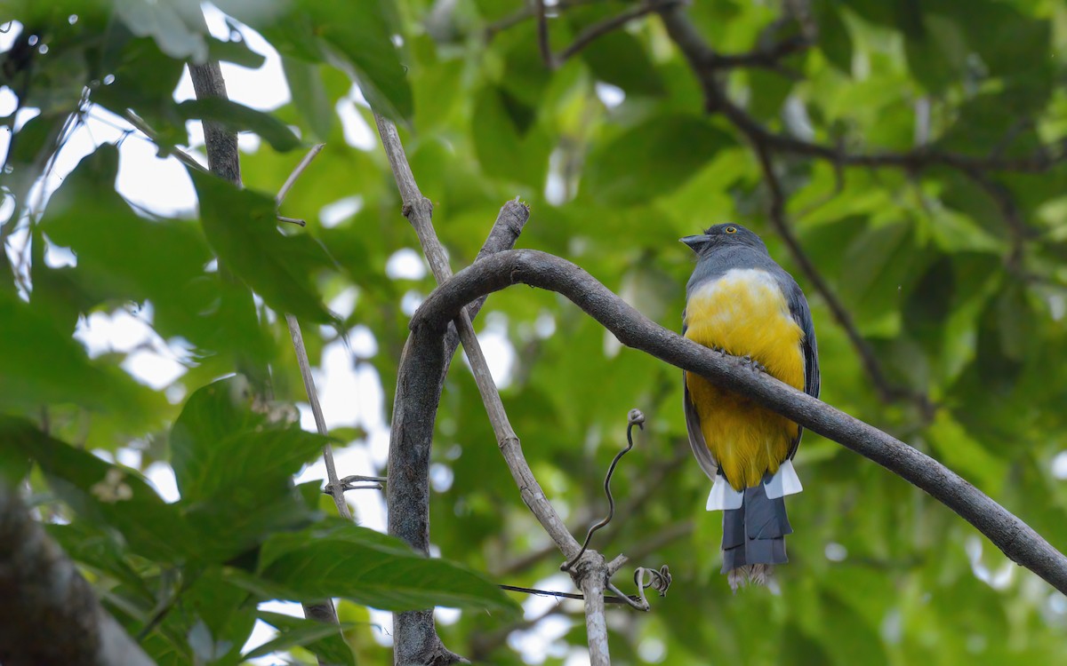 Citreoline Trogon - Luis Trinchan