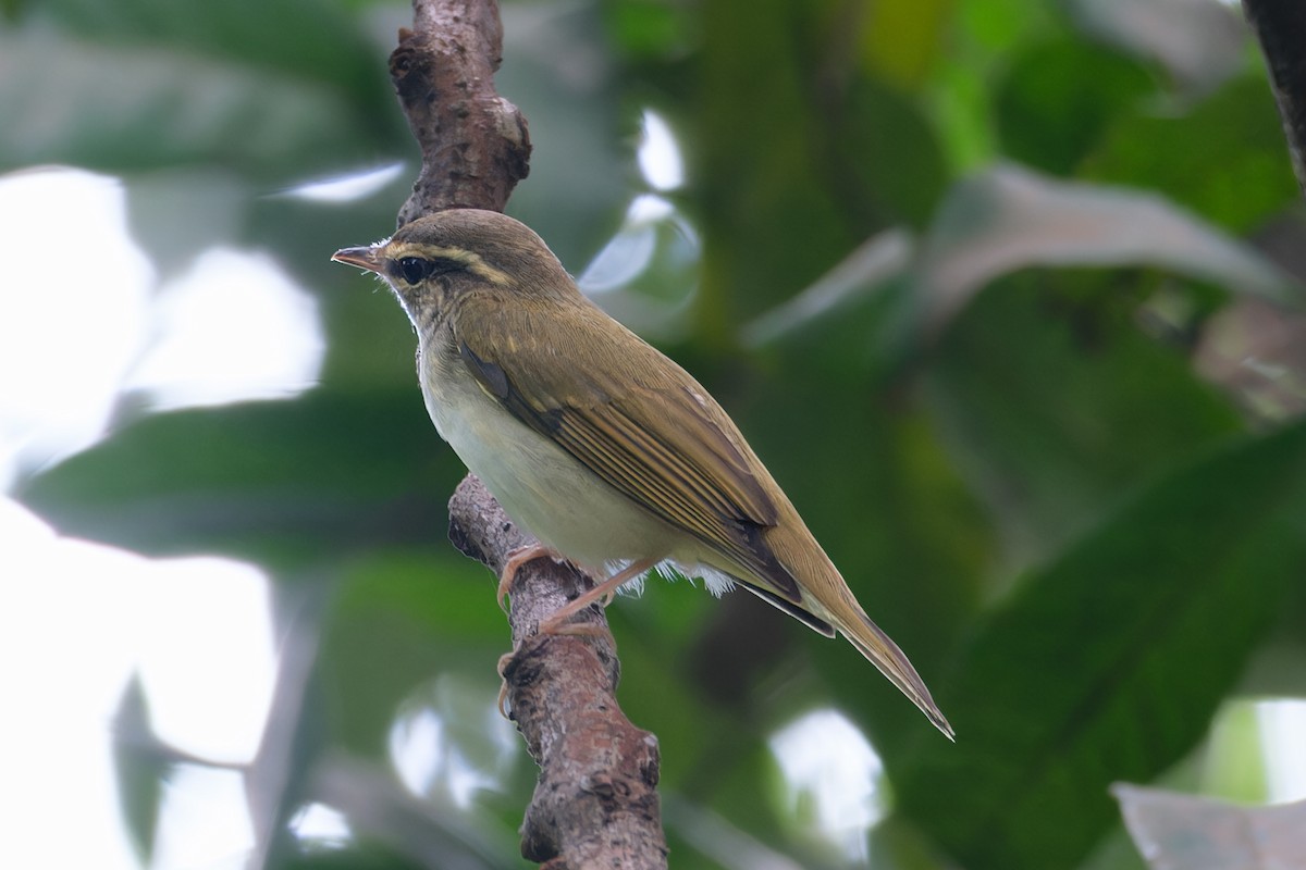 Pale-legged Leaf Warbler - ML623105163